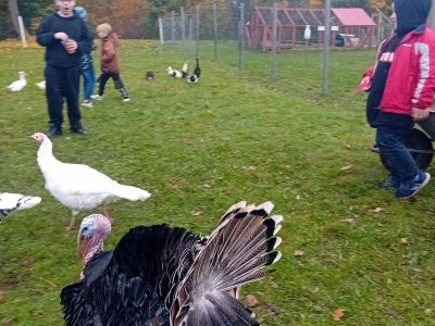 Pirmās klases apmeklē mini zoo Karlīnas 15.10.2024