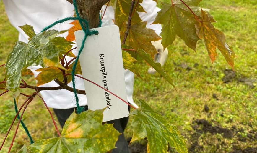 Laimes koku parka veidošana
